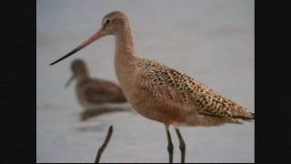 WI Birds 2010 Marbled Godwit [upl. by Dream]