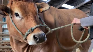 La Parthenaise à lhonneur au Salon de lagriculture [upl. by Lipinski]