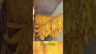 Tabacco Shredding in Indonesia FluCured vs AirCured Explained shorts tabaco tabacco [upl. by Andromada520]