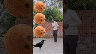 parrot pingen crow peacockshortsfeed vairalvideoshortsfeed shorts trending [upl. by Aisyram]