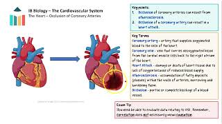 The Cardiovascular System IB Biology SLHL [upl. by Gere549]