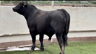 JampJ Cattle Co Lot 5665 Brangus Bull [upl. by Farrah49]