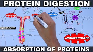 Digestion and Absorption of Proteins [upl. by Ahs]