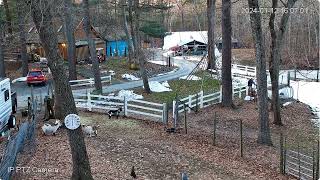 Goldys Driveway Goats 358pm to 413pm Andy working on damaged picnic area structure 1122024 [upl. by Bakki]