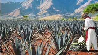 The process of Tequila [upl. by Anwahsat]