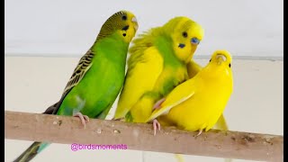 Budgies mating Verde the male budgie double mating with Midori and Jasperine the female budgies [upl. by Holcman]