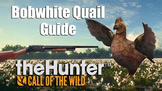 Bobwhite Quail Hunting Guide  theHunter Call of the wild [upl. by Artemed]