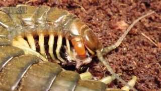 The Canarian Centipede  Scolopendra valida [upl. by Audrey419]