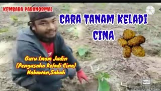 quotCara tanam Keladi Cinaquot [upl. by Einnaffit]