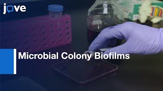 Microbial Colony Biofilms Preparation for Microscopic Analyis  Protocol Preview [upl. by Leonora]