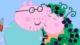 Peppa Pig Italiano  Il rovo di more  Collezione Italiano  Cartoni Animati [upl. by Madge]