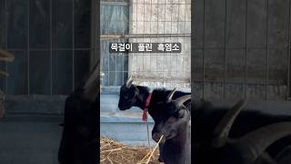 흑염소도 한마리 목걸이가 풀어 졌네요 흑염소 goat [upl. by Durrett]