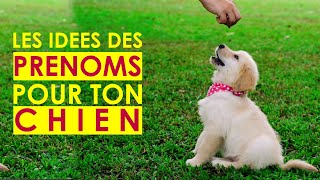 Les prenoms de chiens  comment nommer son chien en S 2021 60 [upl. by Ydnyc371]