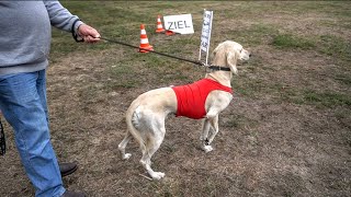 Windhund Coursing Leidenschaft Windhundvereine in Deutschland Landstuhl Vorstellung [upl. by Edeline]