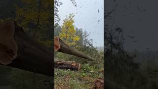 THIS TREE TRIED TO ROLL AWAY tree treeremoval chainsaw treeservice treecare stihl treework [upl. by Eural]