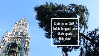 Christbaum 2017 Aufstellung auf dem Münchner Marienplatz  Ankunft am Morgen [upl. by Isola]