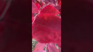 Budama zamanı geldiyse 🫐 blueberry trend garden youtubetrend farming nature gardening [upl. by Shalna355]