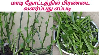 மாடி தோட்டத்தில் பிரண்டை வளர்ப்பது எப்படி  How To Grow Pirandai In Terrace Garden [upl. by Giulietta]