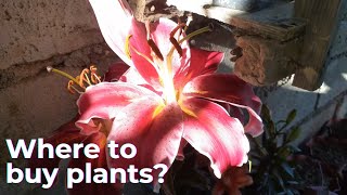 Plants Shop Silang Cavite Part 1 [upl. by Irual]