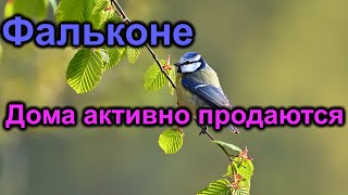 Фальконе Дома активно продаются [upl. by Latashia819]