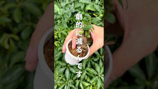 【観葉植物のコバエ対策】更にオシャレに植え替え植物大好き 植物好きな人と繋がりたい 植物のある暮らし 観葉植物 植物 植え替え [upl. by Asatan401]