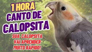 Canto de calopsita para ensinar sua calopsita a cantar Os melhores sons de Calopsita cantando [upl. by Aisyram]