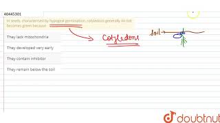 In seeds characterised by hypogeal germination cotyledons generally do not becomes green because [upl. by Etsirk]