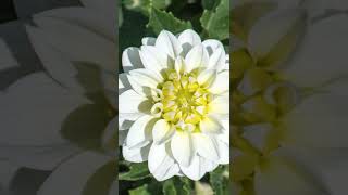 Very Beautiful Pictures Of Flower nature shortvideo [upl. by Gant]