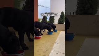 Chomping ritual of our staffies staffy staffylovers dogoftheday dogs dogshortvideo puppy [upl. by Noam]