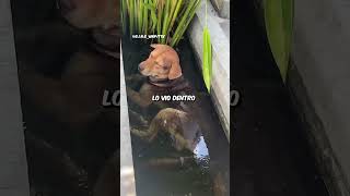 Ella se sorprendió al ver a su perro…😱 [upl. by Enrichetta]