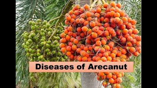 Diseases of Arecanut [upl. by Zerelda]