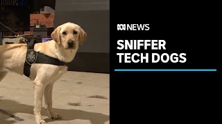 Most sniffer dogs are checking for drugs and explosives but these ones sniff out USBs  ABC News [upl. by Elsbeth]