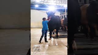 Giant Holstein Friesian bull dwarfing a five foot man [upl. by Towne]