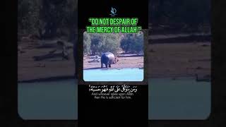 🔥 Lions attack one But suddenly salvation comes from a hippo  Surah At Talaq  short shorts [upl. by Airpal]