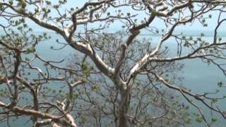 Amazing Tree Chandi Ka Ped Kullu  Sterculia urens  Ladys Leg Tree Chhattisgarh Forest [upl. by Narad]