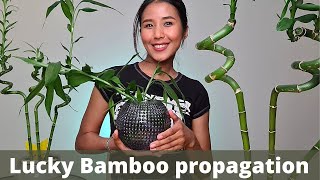 Easy Lucky Bamboo propagation  How to cut Lucky Bamboo  Dracaena sanderiana propagation [upl. by Afaw754]