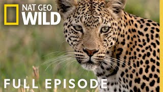 Leopards Rock Full Episode  Savage Kingdom [upl. by Scrivings]