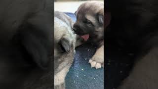 Kerries Litter  Norwegian Elkhound Puppies [upl. by Lalib]