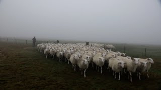 Herder Aart over de aanvallen op zijn schapen in Ede [upl. by Nnylireg]