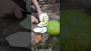 Picking pomelos solo bushcraft solobushcaft experiment lifehacks outdoors diy survivalskils [upl. by Namrac]