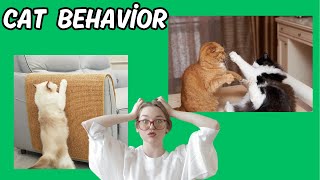 Why Does Your Cat Misbehave Discover the Truth Behind Cat Behavior Problems [upl. by Eberle]