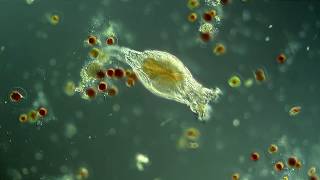 Rotifer hunting Haematococcus pluvialis [upl. by Naarah]