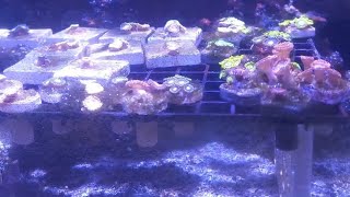 Red Sea Max Nano viralvideo salt water fish tank aquarium [upl. by Hulton]