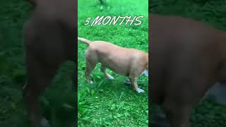 American Staffordshire Terrier  From Puppy to Dog Transformation From 6 Weeks to 1 Year [upl. by Acnairb]