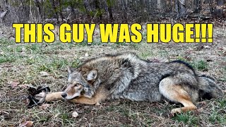 TRAPPING BIG MALE COYOTES SCARIEST ANIMAL IVE EVER CAUGHT [upl. by Ekul518]