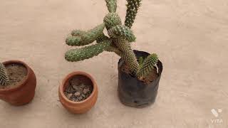 Cylindropuntia Fulgida 🌵 Cactus Plant  Top Gardening [upl. by Anwahsiek61]