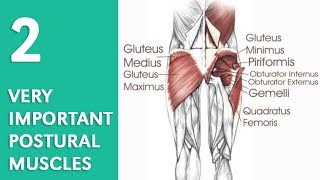 Two Postural Muscles You Need to Know About [upl. by Adnolay]