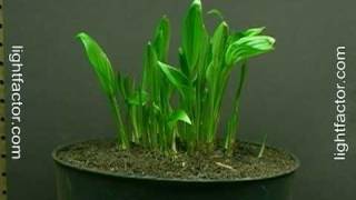 Time Lapse of Hosta Plant Growing [upl. by Annoya220]