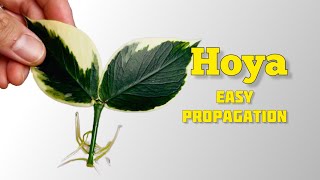 How to Propagate Hoya Plant  Hoya Polyneura Variegated thegreenearth plants hoya [upl. by Yentruok]