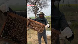 Honey Bee Farming 🐝🍯crazyxyz bee honey farming viral trending ytshorts shortvideo [upl. by Eniawtna]